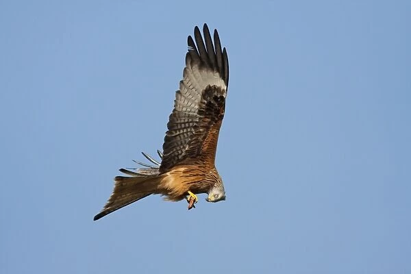 Red Kite - adult in flight feeding on the wing, Powys, Wales, UK
