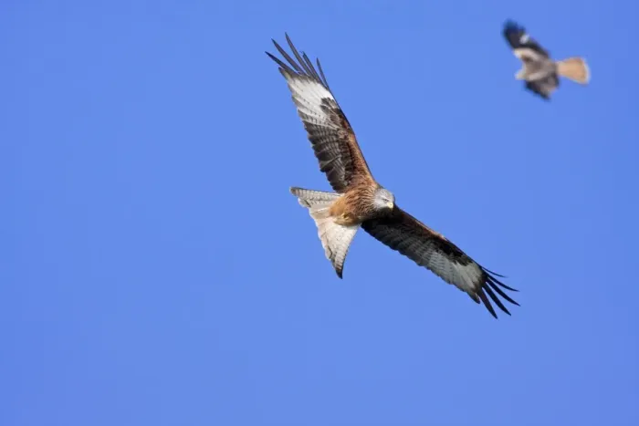 Framed Print : Red kite - adults in flight soaring, Powys, Wales, UK Framed Print : Red kite - adults in flight soaring, Powys, Wales, UK