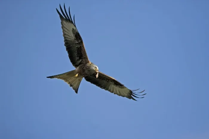 Framed Print : Red Kite - In flight with carrion in mouth - Wales - UK - Protected in the UK and increasing its range - Mainly found in Wales - Found in western Europe and extreme northern Africa - Lives in open wooded land Framed Print : Red Kite - In flight with carrion in mouth - Wales - UK - Protected in the UK and increasing its range - Mainly found in Wales - Found in western Europe and extreme northern Africa - Lives in open wooded land