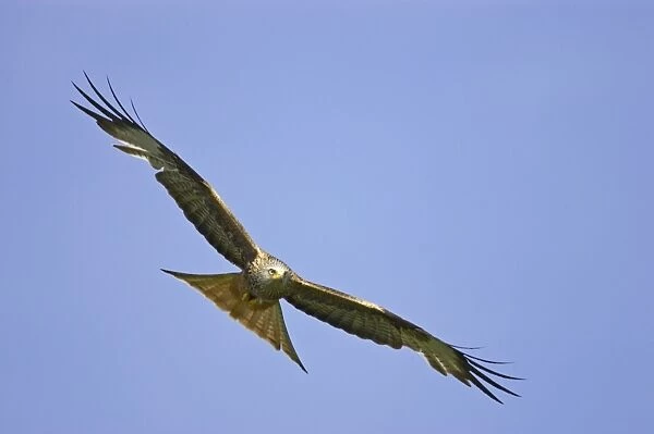 Red Kite - in flight Gigrin Farm, Wales BI003095