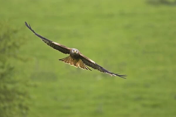 Red Kite - in flight Gigrin Farm, Wales BI003169