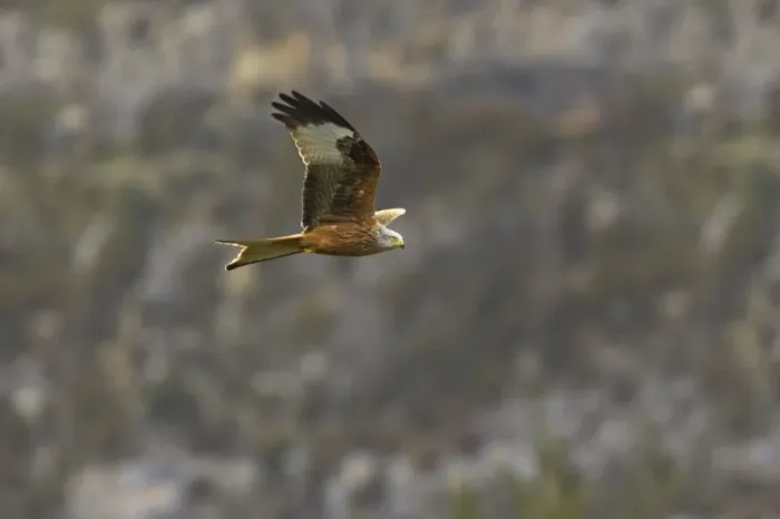 Framed Print : Red Kite in flight Milvus milvus Pyrenees, Spain BI009577 Framed Print : Red Kite in flight Milvus milvus Pyrenees, Spain BI009577