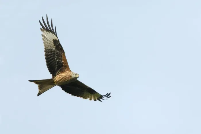 Framed Print : Red Kite - in flight, region of Alentejo, Portugal Framed Print : Red Kite - in flight, region of Alentejo, Portugal