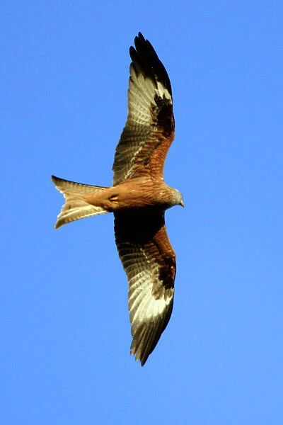 Red KITE - in flight, soaring over nest territory in april