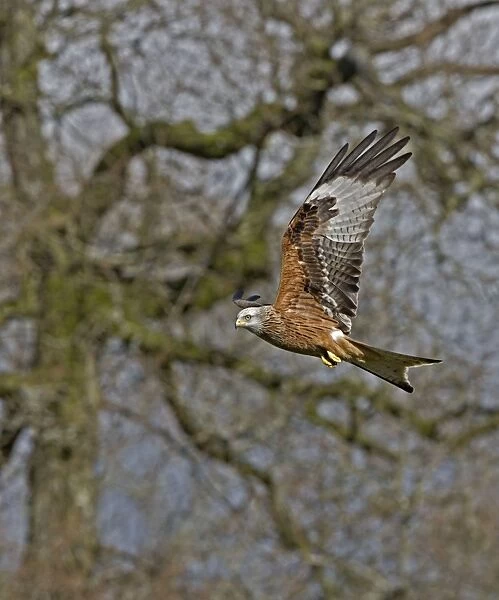 Red Kite - In flight. Wales, UK - Protected in the UK and increasing its range - Mainly found in Wales - Found in western Europe and extreme northern Africa - Lives in open wooded land