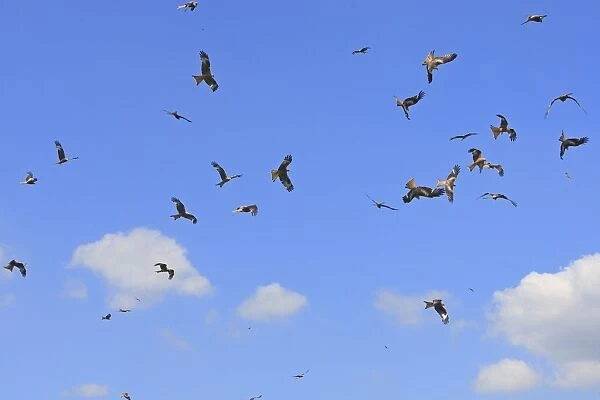 Red Kite - flock in flight