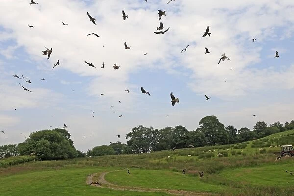 Red Kite - flock in flight over farmland