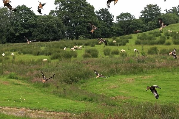 Red Kite - flock in flight over farmland