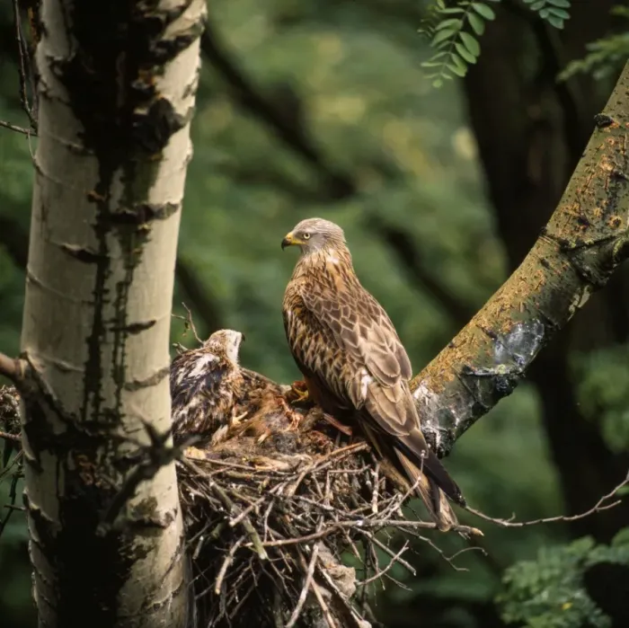 Framed Print : Red Kite - at nest Framed Print : Red Kite - at nest