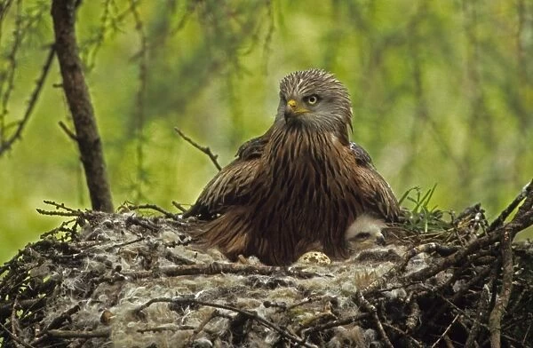 Red Kite - At nest with young. Wales - UK - Protected in the UK and increasing its range - Mainly found in Wales - Found in western Europe and extreme northern Africa - Lives in open wooded land