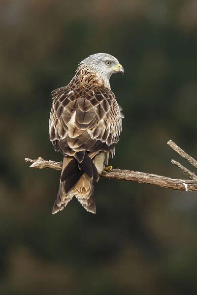 Red Kite - perched on a branch - Castile and Leon, Spain