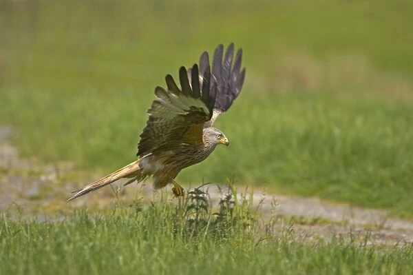 Red Kite - picking up food put down for them Gigrin Farm, Wales BI003125