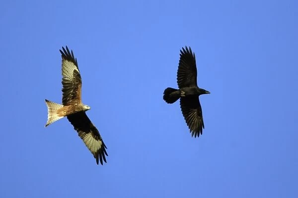 Red Kite - and Raven (Corvus corax) in flight, soaring on air currents Lower Saxony, Germany