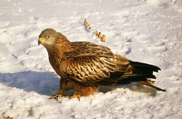 Red Kite Searching for carrion in snow