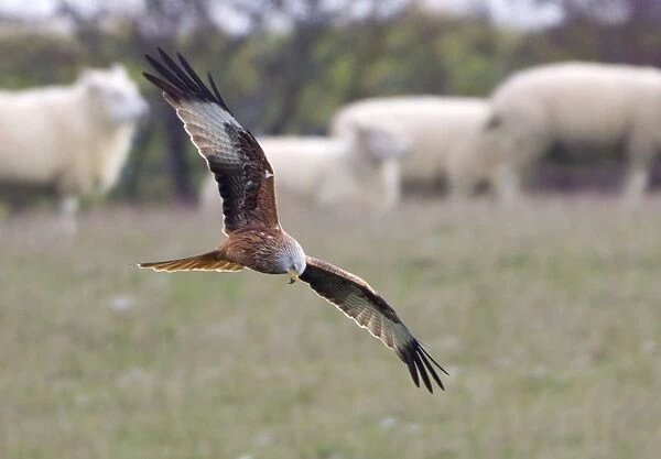 Red Kite - searching for food amongst sheep flock - Oxfordshire Downs - December