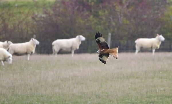 Red Kite - searching for food amongst sheep flock - Oxfordshire Downs - December