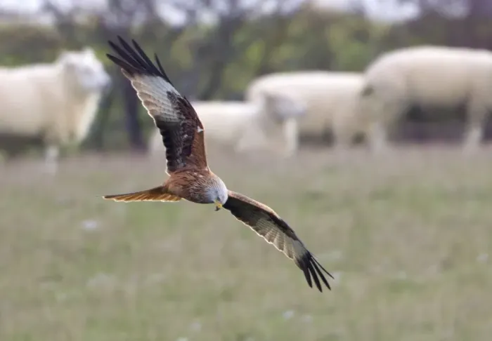 Framed Print : Red Kite - searching for food amongst sheep flock - Oxfordshire Downs - December Framed Print : Red Kite - searching for food amongst sheep flock - Oxfordshire Downs - December