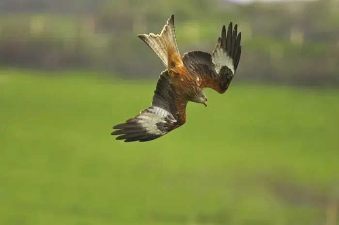 Framed Print : Red Kite - stooping down Gigrin Farm, Wales BI003160 Framed Print : Red Kite - stooping down Gigrin Farm, Wales BI003160