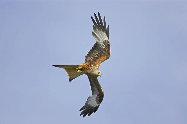 Red Kite - swooping down Gigrin Farm, Wales BI003093