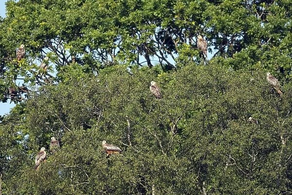 Red Kites - 10 perched in trees