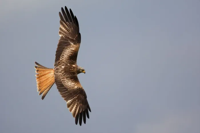 Framed Print : Red Kites - in flight Framed Print : Red Kites - in flight