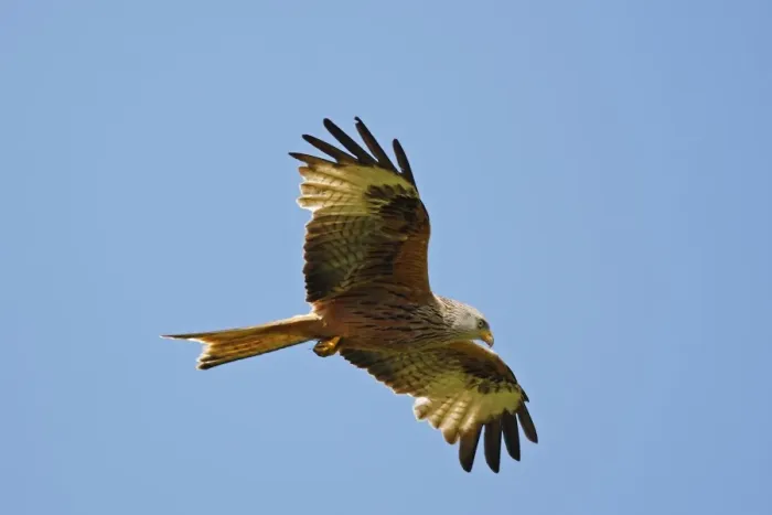 Framed Print : Red Kites - in flight Framed Print : Red Kites - in flight