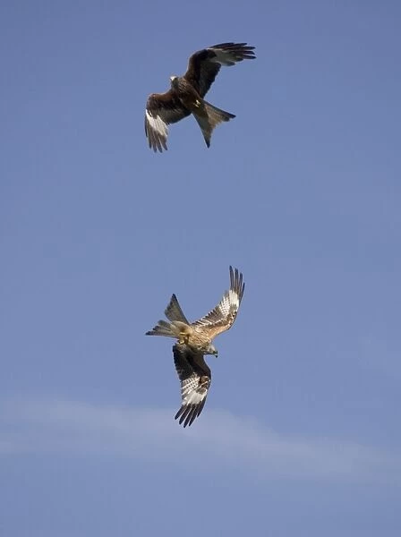 Red Kites in flight at RSPB site - UK - this feeding site at Gigrin Farm, Rhayader, Powys, Mid-Wales attracts as many as 300 kites at feeding time