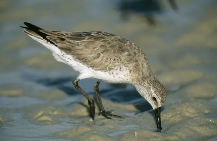 Framed Print : Red Knot. MOP-170. Red Knot - drinking. Calidris canutus Framed Print : Red Knot. MOP-170. Red Knot - drinking. Calidris canutus