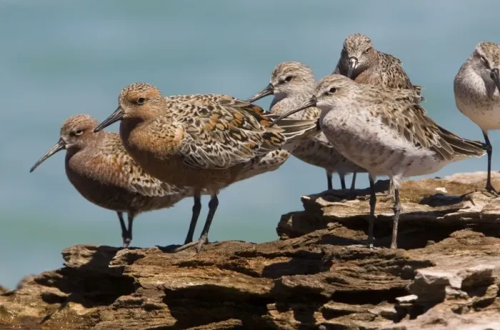 Framed Print : Red Knot in breeding plumage Breeds in widely separated areas of the Arctic and winters in scattered areas of the Southern Hemisphere but some remain in temperate areas of the Northern Hemisphere Framed Print : Red Knot in breeding plumage Breeds in widely separated areas of the Arctic and winters in scattered areas of the Southern Hemisphere but some remain in temperate areas of the Northern Hemisphere