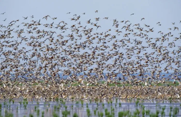 Framed Print : Red Knot - flock in flight Framed Print : Red Knot - flock in flight
