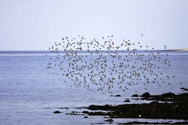 Red Knot - flock in flight on migration. Varanger - Norway