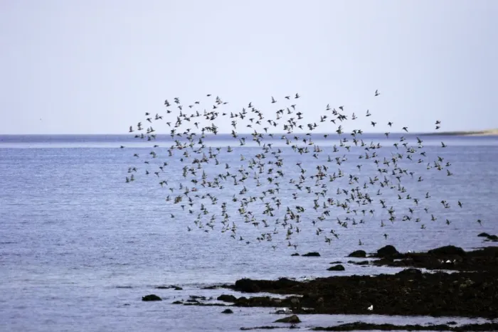 Framed Print : Red Knot - flock in flight on migration. Varanger - Norway Framed Print : Red Knot - flock in flight on migration. Varanger - Norway