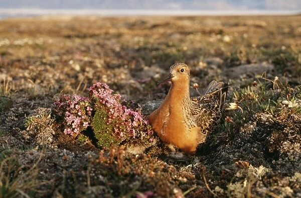 Red Knot N. E. Greenland