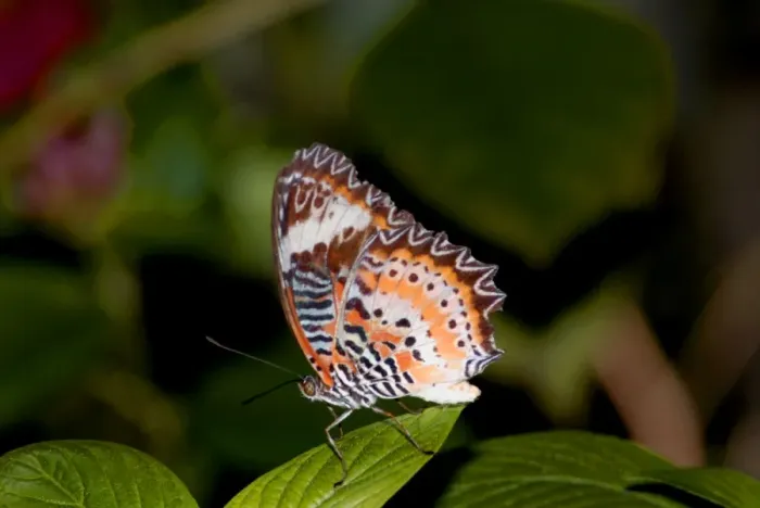 Framed Print : Red Lacewing Butterfly. Inhabits rain forests, especially along forest edge and tracks through forest. Adults drink nectar from Lantana camara. Larval food plant Passiflora cochinchinese imparts distastefulness to adult Framed Print : Red Lacewing Butterfly. Inhabits rain forests, especially along forest edge and tracks through forest. Adults drink nectar from Lantana camara. Larval food plant Passiflora cochinchinese imparts distastefulness to adult