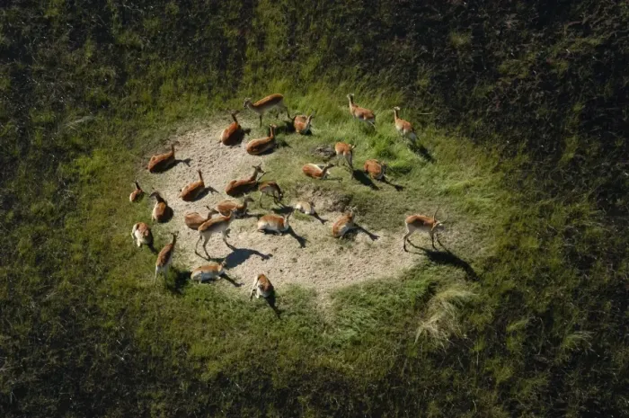Framed Print : Red Lechwe - Aerial view of Red Lechwe on Island Okavango Delta Botswana Africa Framed Print : Red Lechwe - Aerial view of Red Lechwe on Island Okavango Delta Botswana Africa