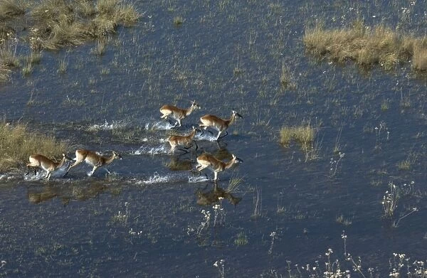 Red Lechwe - Aerial View of Red Lechwe running in water Okavango Delta Botswana Africa