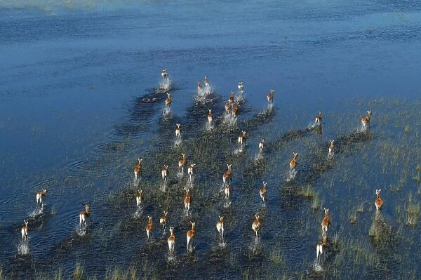 Red Lechwe - Aerial view of Red Lechwe Running in water Okavango Delta Botswana Africa