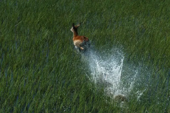 Framed Print : Red Lechwe - Aerial view of Red Lechwe Running in water Okavango Delta Botswana Africa Framed Print : Red Lechwe - Aerial view of Red Lechwe Running in water Okavango Delta Botswana Africa