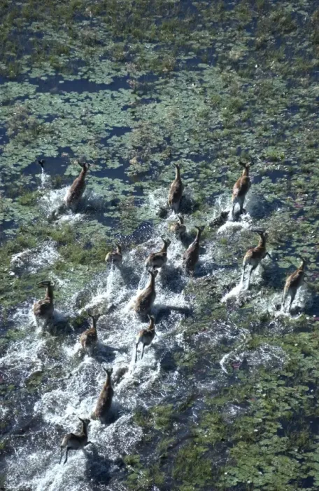Framed Print : Red Lechwe - Aerial view of Red Lechwe Running in water Okavango Delta Botswana Africa Framed Print : Red Lechwe - Aerial view of Red Lechwe Running in water Okavango Delta Botswana Africa