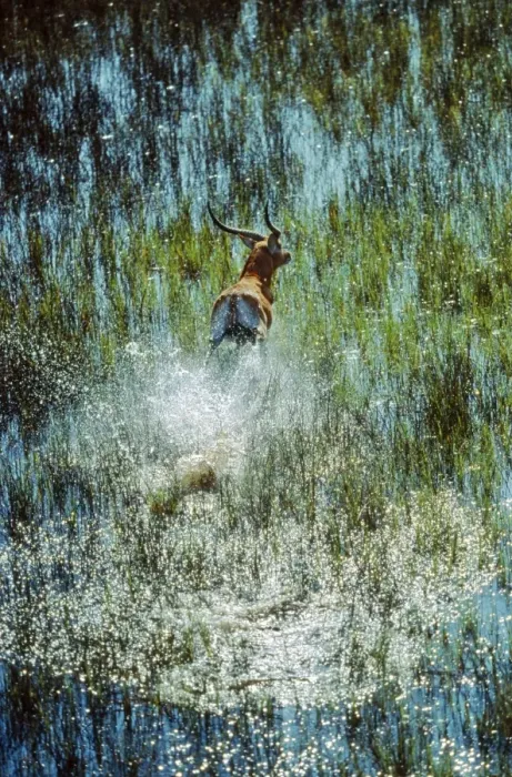 Framed Print : Red Lechwe CRH 408 Splashing through the lagoon - Okavango Delta, Botswana Kobus leche © Chris Harvey / ardea. com Framed Print : Red Lechwe CRH 408 Splashing through the lagoon - Okavango Delta, Botswana Kobus leche © Chris Harvey / ardea. com