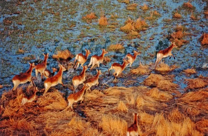 Framed Print : Red Lechwe CRH 775 Running across lagoon - Okavango Delta of Botswana Kobus leche © Chris Harvey / ardea. com Framed Print : Red Lechwe CRH 775 Running across lagoon - Okavango Delta of Botswana Kobus leche © Chris Harvey / ardea. com