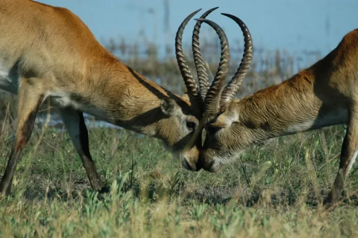 Framed Print : Red Lechwe - Two Male Red Lechwe Fighting Okavango Delta Botswana Africa