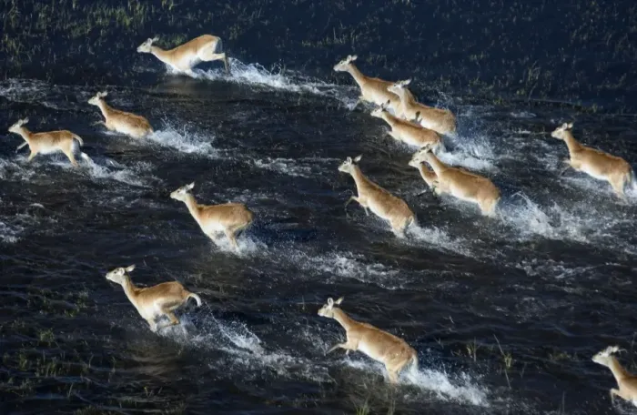 Framed Print : Red Lechwe - Running in water, Aerial view Okavango delta, Botswana, Africa Framed Print : Red Lechwe - Running in water, Aerial view Okavango delta, Botswana, Africa