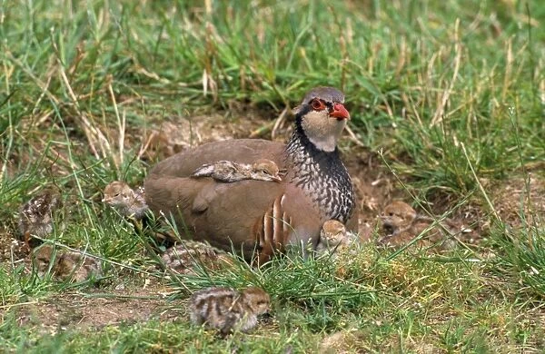 Red-leggd Partridge - adult with young