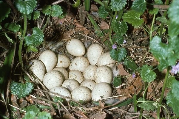 Red-leggd Partridge - nest with eggs