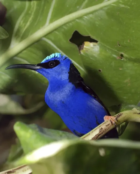 Framed Print : Red Legged Honeycreeper - West Indies Framed Print : Red Legged Honeycreeper - West Indies