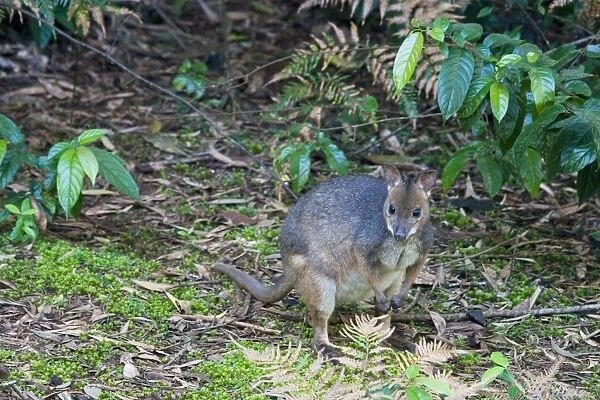 Red-legged Pademelon A shy, secretive, solitary species found sparsely distributed in rainforests, wet eucalypt forests and vine thickets from Cape York to central New South Wales, Australia