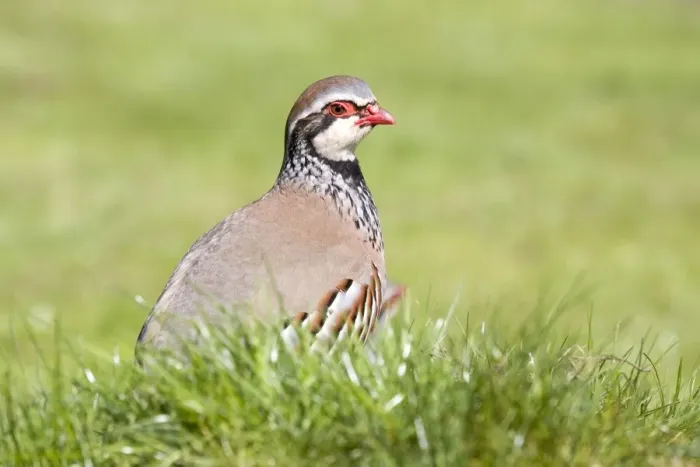 Framed Print : Red Legged Partridge Framed Print : Red Legged Partridge