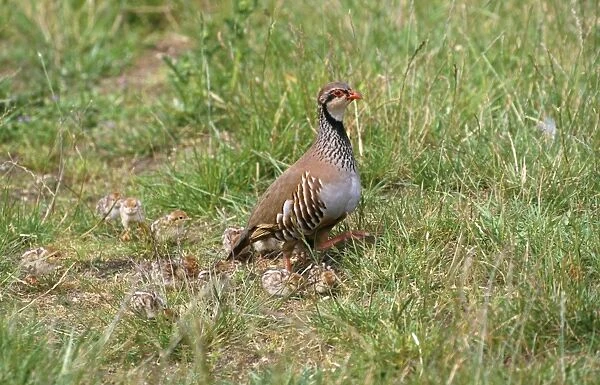 Red-legged Partridge - with chicks