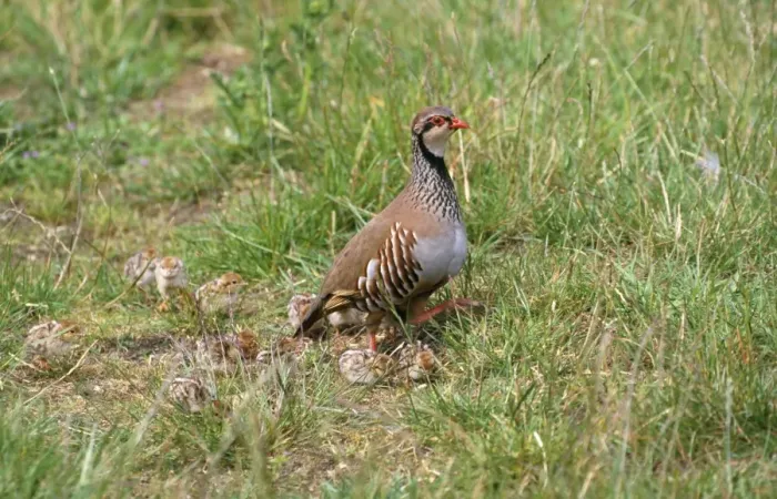 Framed Print : Red-legged Partridge - with chicks Framed Print : Red-legged Partridge - with chicks